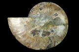 Cut & Polished Ammonite Fossil (Half) - Madagascar #166846-1
